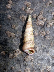 Turritellinella tricarinata