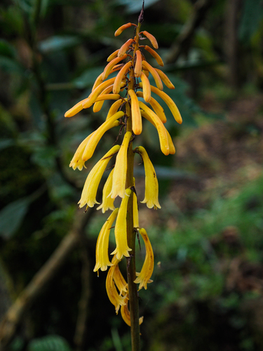 Kniphofia thomsonii
