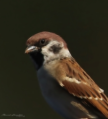 Passer montanus