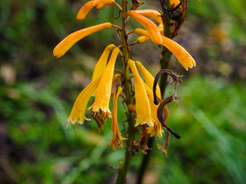 Kniphofia thomsonii