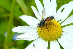 Eriothrix rufomaculata