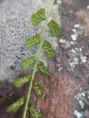 Asplenium flabellifolium