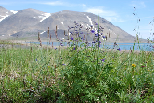 Image of Delphinium chamissonis by no rights reserved