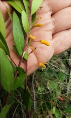 Persoonia oblongata