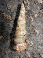 Turritellinella tricarinata