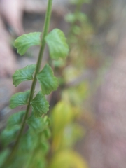 Asplenium flabellifolium