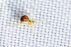 Simitidion simile