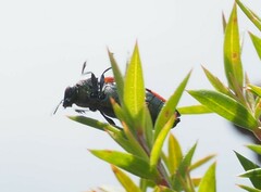 Castiarina erythroptera