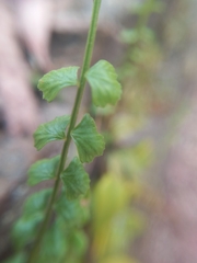 Asplenium flabellifolium