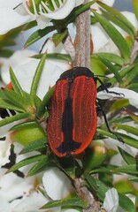 Castiarina erythroptera