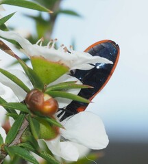 Castiarina erythroptera