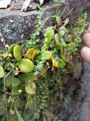 Asplenium flabellifolium