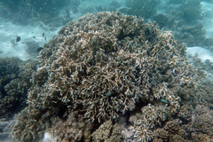 Millepora tenera
