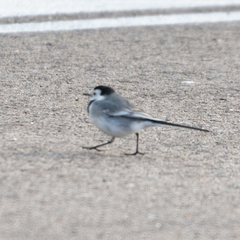 Motacilla alba alba