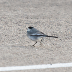 Motacilla alba alba