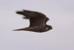 Falco biarmicus