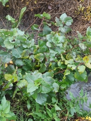 Populus × canadensis
