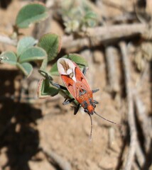 Haemobaphus concinnus