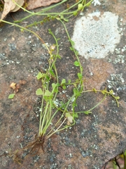 Asplenium flabellifolium