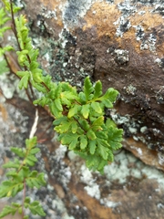 Cheilanthes sieberi