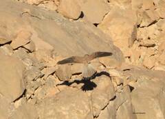Falco tinnunculus