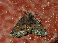 Targalla duplicilinea