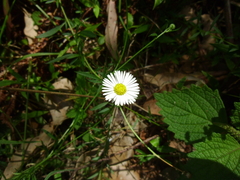 Erigeron karvinskianus
