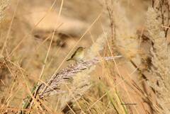 Phylloscopus collybita