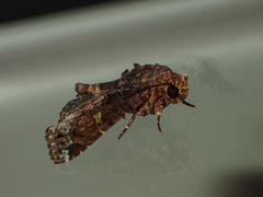 Targalla duplicilinea