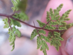Cheilanthes sieberi