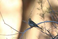 Anthus cervinus