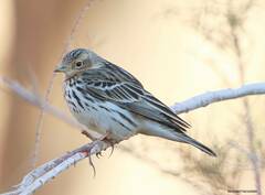 Anthus cervinus