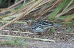 Anthus cervinus