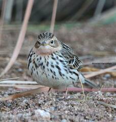 Anthus cervinus