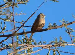 Emberiza sahari