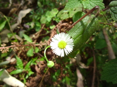 Erigeron karvinskianus