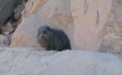 Procavia capensis