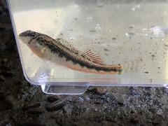 Etheostoma duryi
