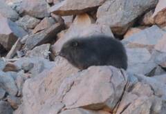 Procavia capensis
