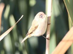 Phylloscopus collybita