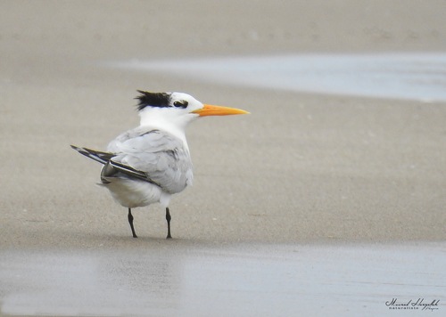 Charrán bengalí (Thalasseus bengalensis)