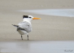 Thalasseus bengalensis