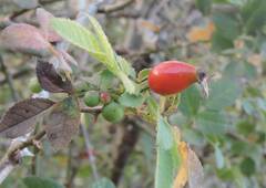 Rosa sempervirens