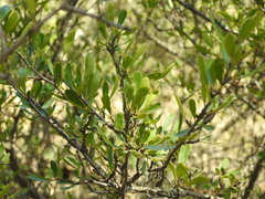 Rhamnus oleoides