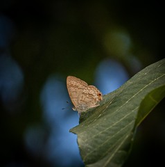 Catopyrops florinda