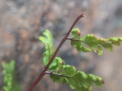 Cheilanthes sieberi