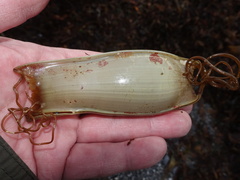 Scyliorhinus stellaris