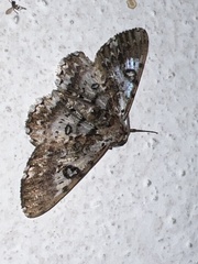 Iridopsis validaria