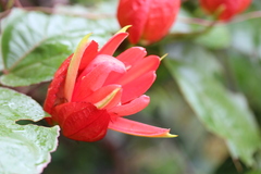Passiflora coccinea