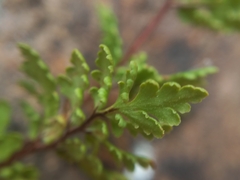 Cheilanthes sieberi